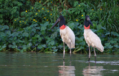 Jabiru d'Amérique